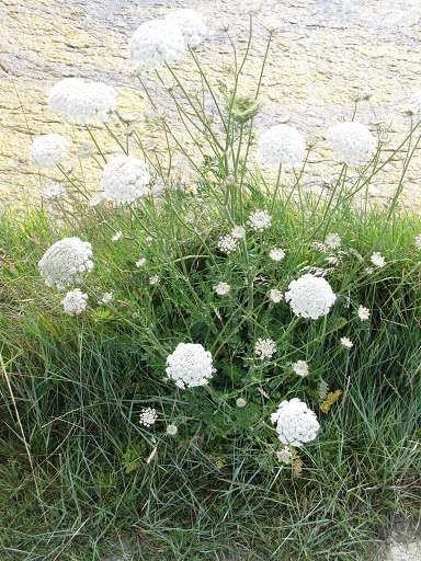 Peucédan des Marais