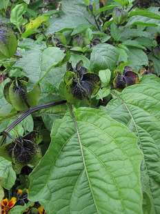 Fleur de Physalis