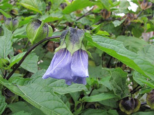Physalis