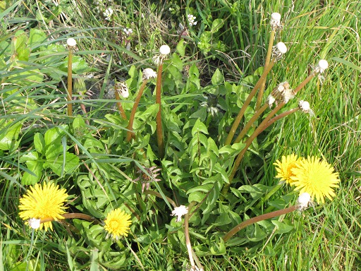 Fleurs de Pissenlit