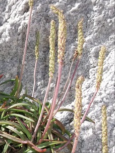 Fleur de Plantain maritime