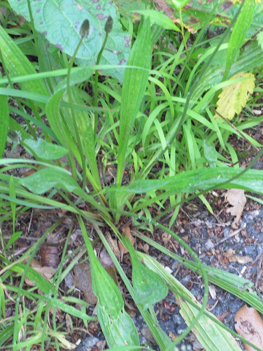Plantain Lancéolé