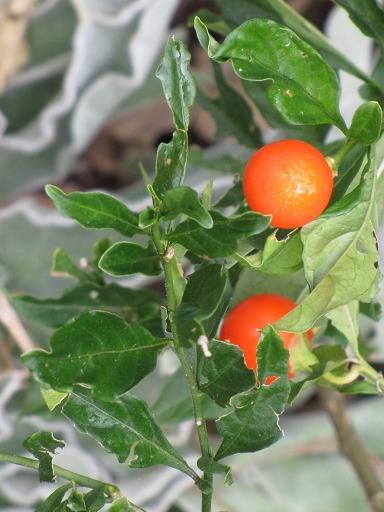 Pommier d'amour