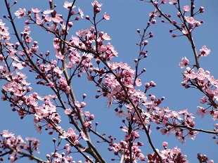 Prunus