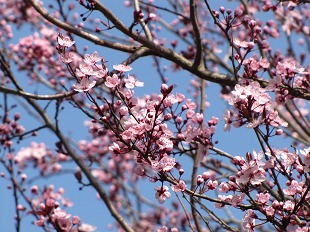 prunus
