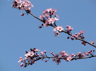 Fleurs de prunus