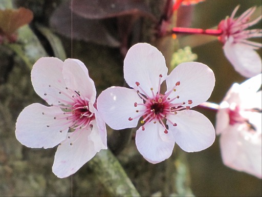 Fleurs de Prunus