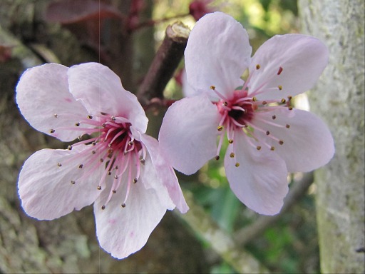 Fleurs de prunus