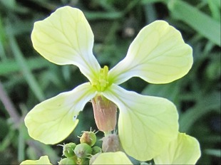 Fleur de Ravenelle