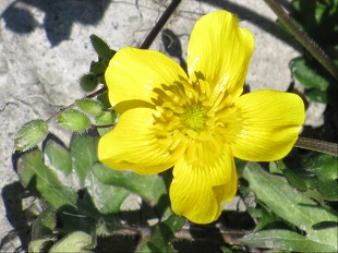 Fleur de Renoncule