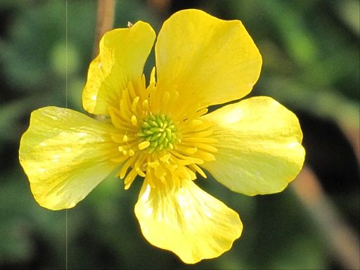 Fleur de Renoncule