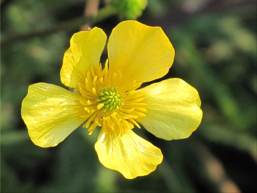Fleur de Renoncule