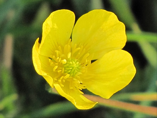 Fleur de Renoncule