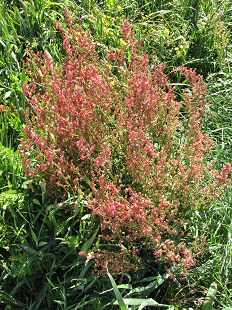 Renouée