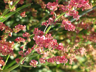 Fleurs de Renouee