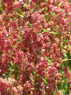 Fleurs de Renouée