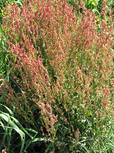 Renouée