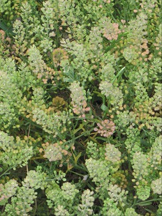 Renouée