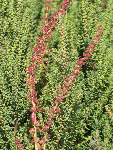 Renouée