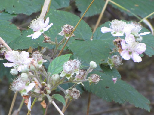 Fleurs de ronces
