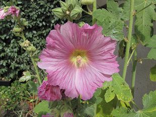 Rose Trmire