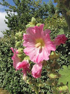 Rose  trémière