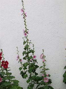 Roses Tremieres