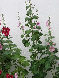 Roses Trémières