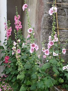 Roses tremieres