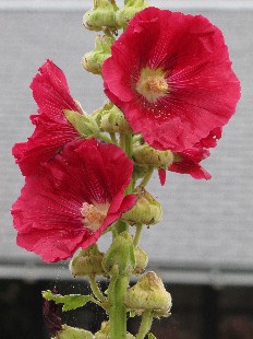 Fleur de Rose Tremière