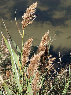 Roseaux