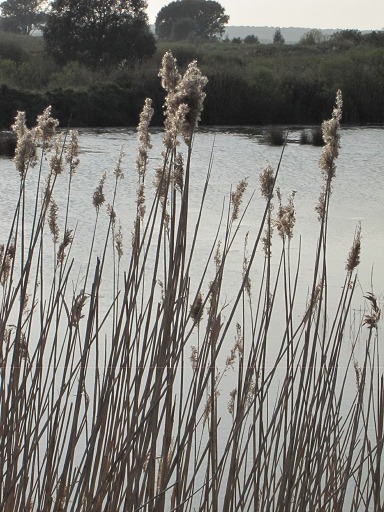 Roseaux