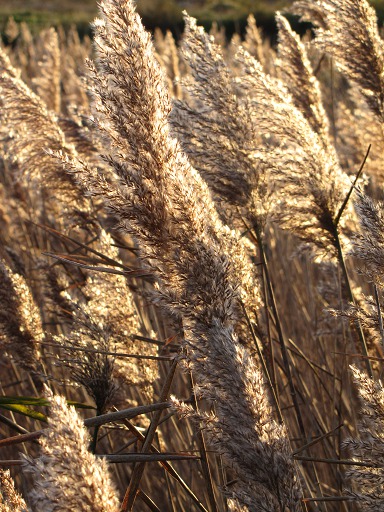 Fleurs de Roseaux