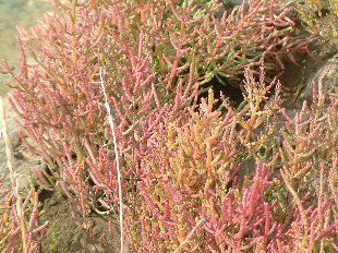 Plant de Salicorne