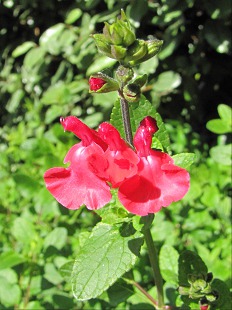 Fleur de Sauge