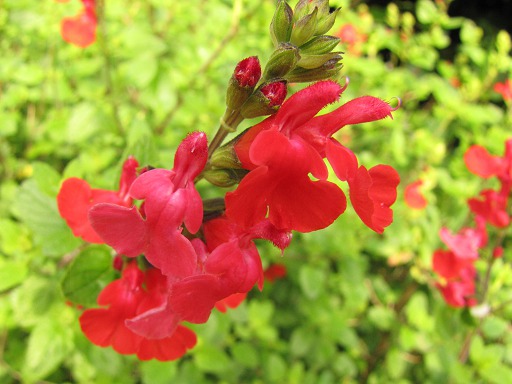 Fleurs de Sauge