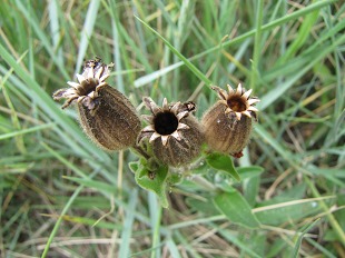 Graines de silène