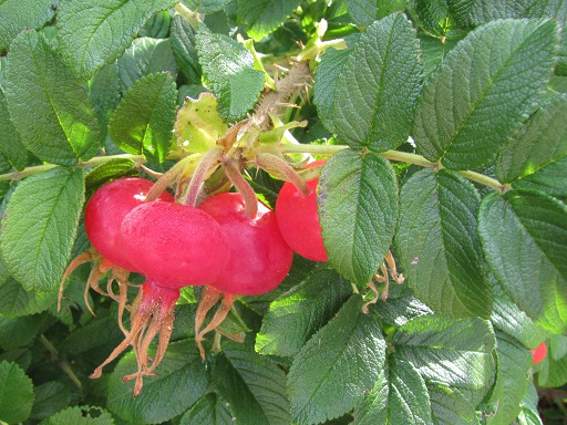 Sorbier