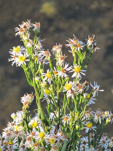 Stenactis