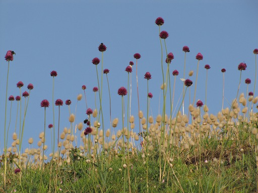 Succises