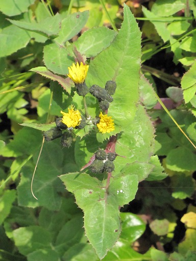 Fleurs de Tussilage