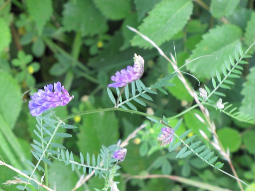 Fleurs de Vesce