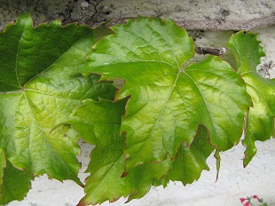 Fleurs de Vigne