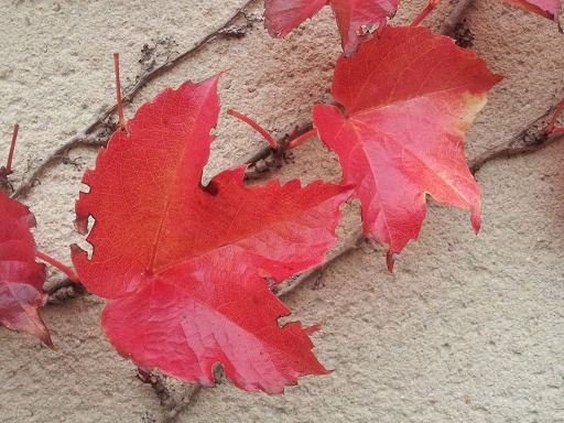 Feuilles de Vigne en automne