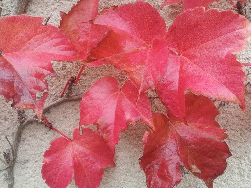 Vigne en automne