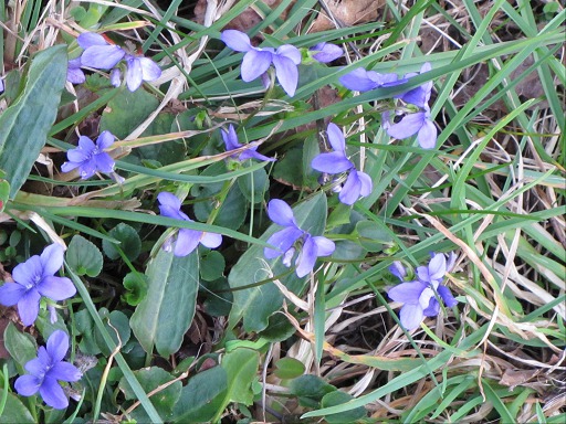 Violette