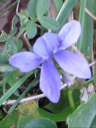 Fleur de Violette