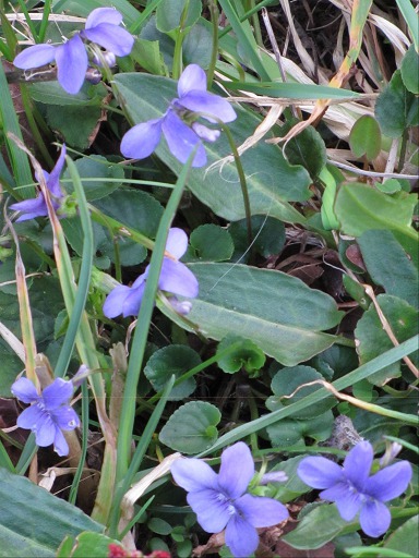 Violettes