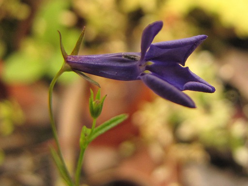 Violette