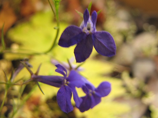Violettes